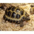 Tortue des steppes